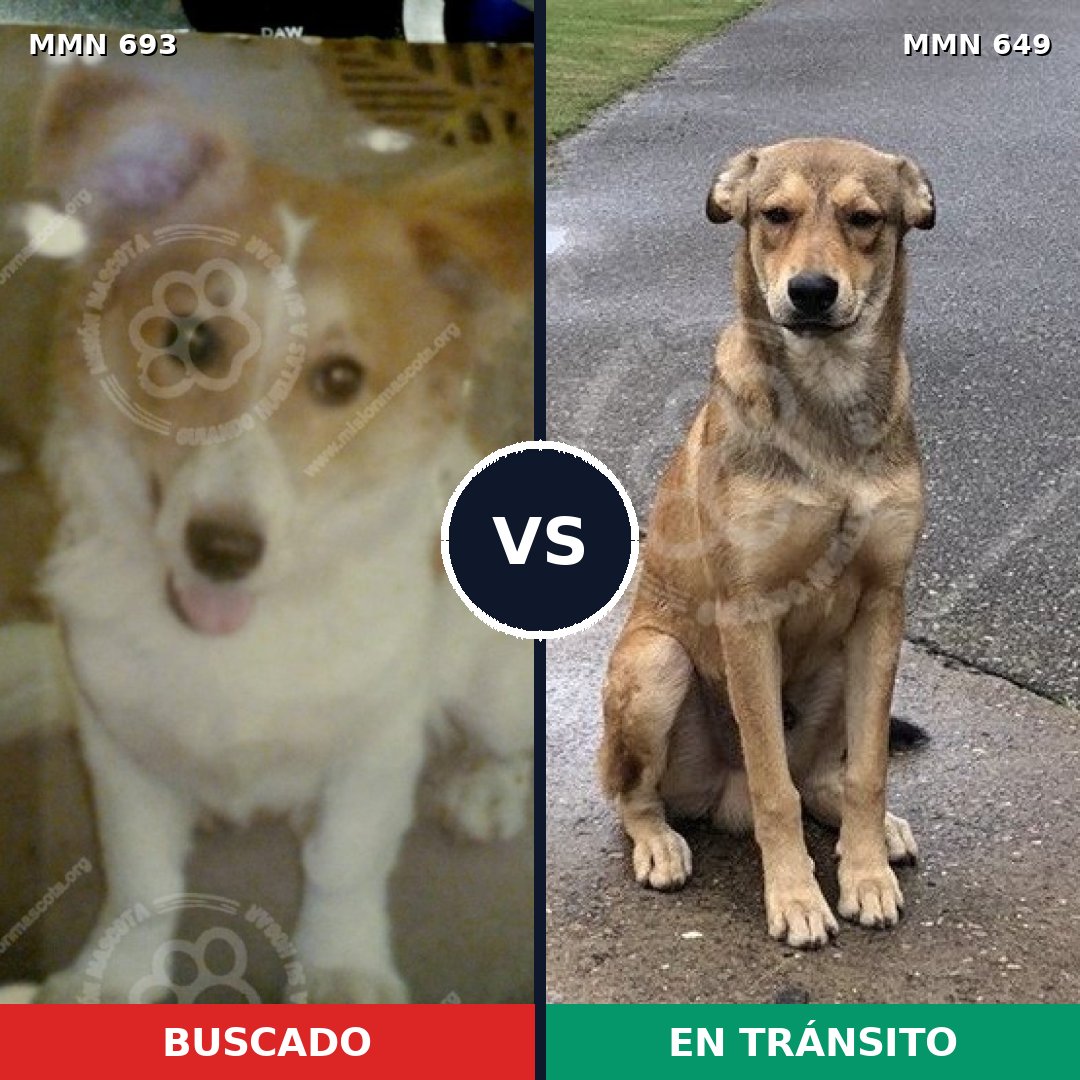Comparativa MMS 9759: mascota perdida y mascota encontrada, 23% de similitud
