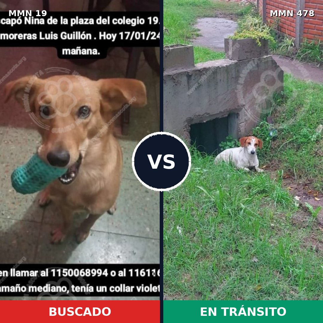 Comparativa MMS 976: mascota perdida y mascota encontrada, 68% de similitud