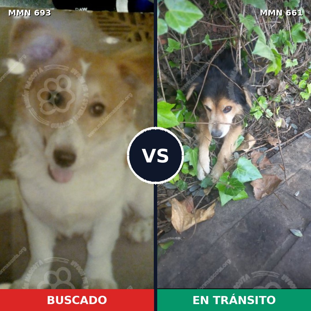Comparativa MMS 9760: mascota perdida y mascota encontrada, 20% de similitud