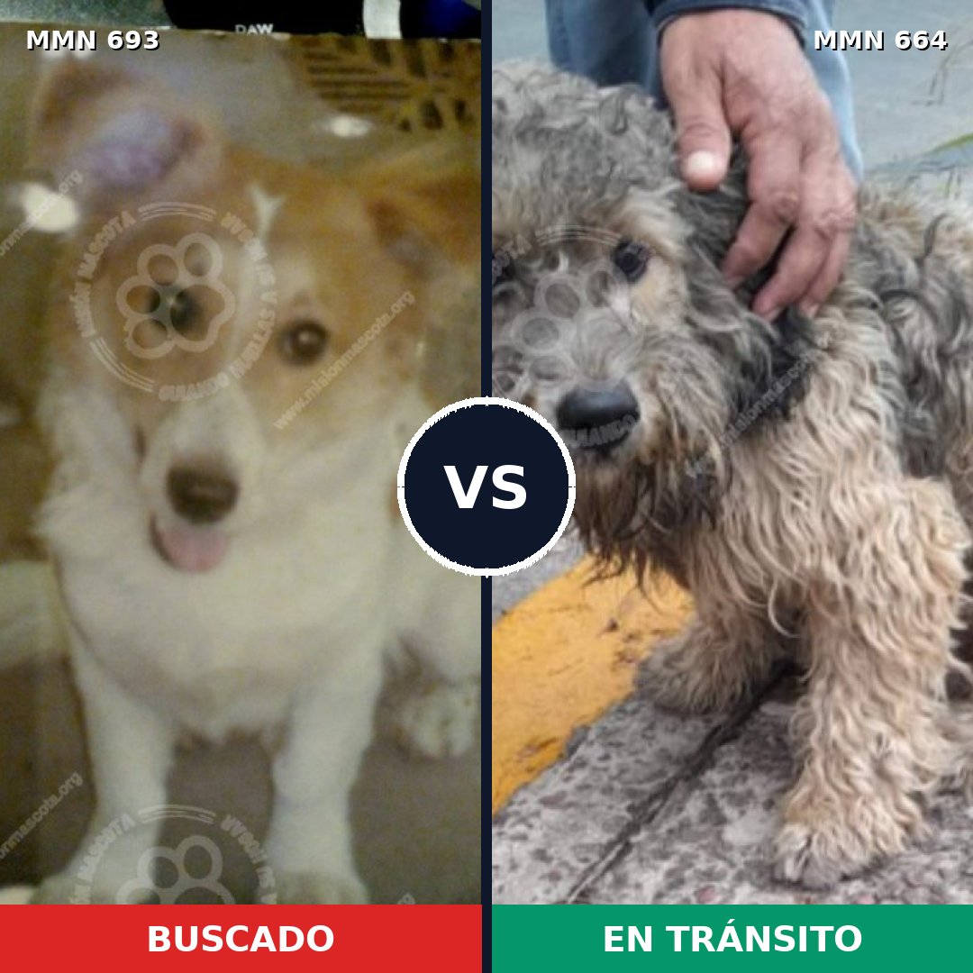 Comparativa MMS 9761: mascota perdida y mascota encontrada, 64% de similitud