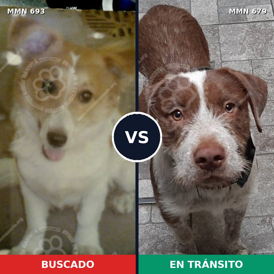 Comparativa MMS 9763: mascota perdida y mascota encontrada, 34% de similitud