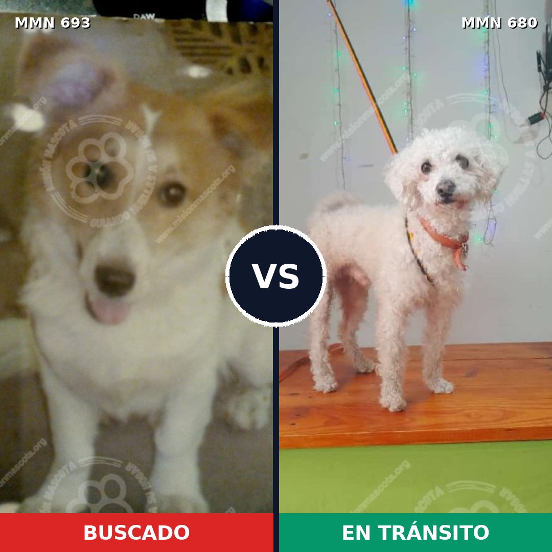 Comparativa MMS 9764: mascota perdida y mascota encontrada, 57% de similitud