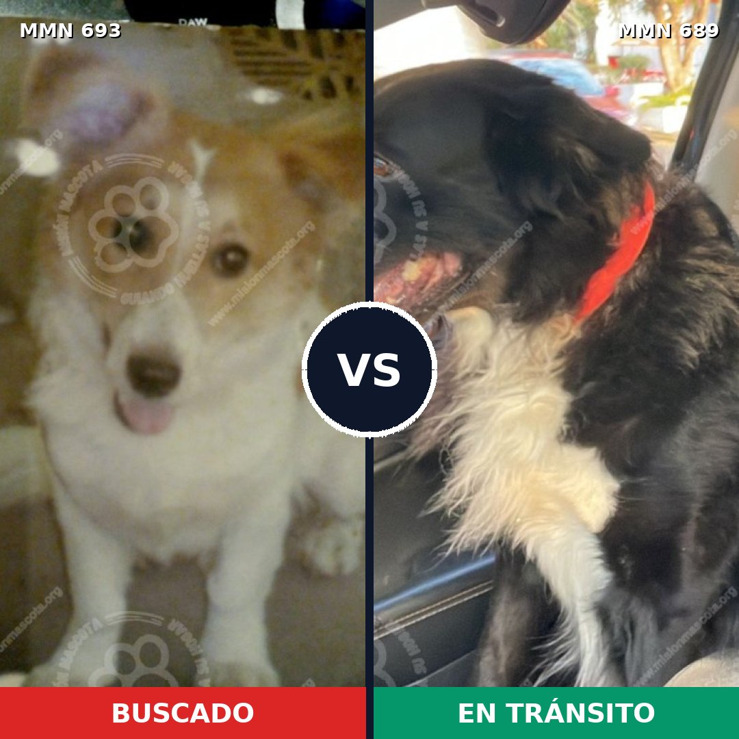 Comparativa MMS 9766: mascota perdida y mascota encontrada, 76% de similitud