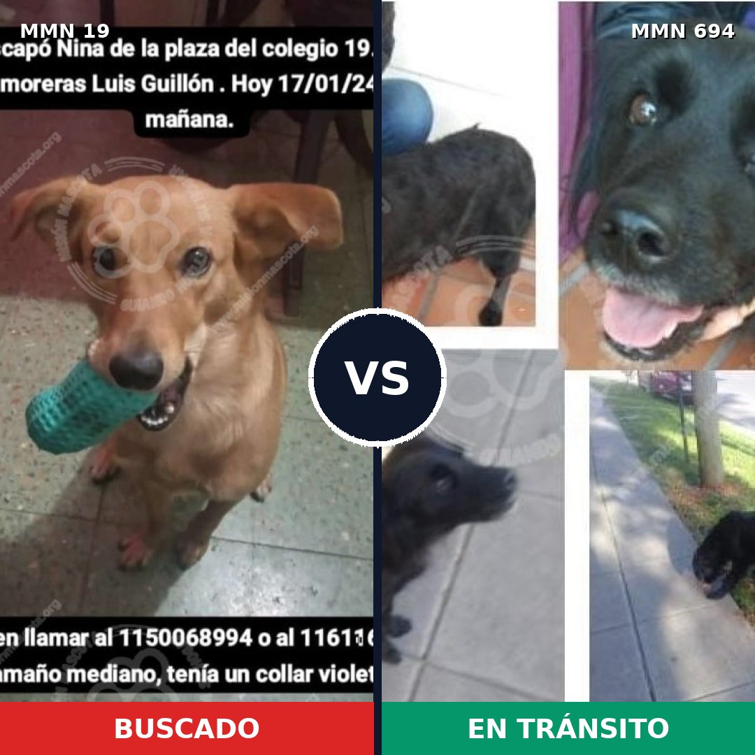 Comparativa MMS 9768: mascota perdida y mascota encontrada, 70% de similitud