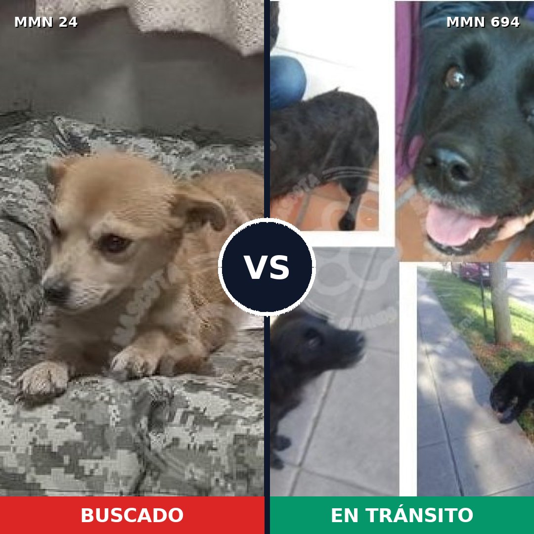 Comparativa MMS 9769: mascota perdida y mascota encontrada, 58% de similitud