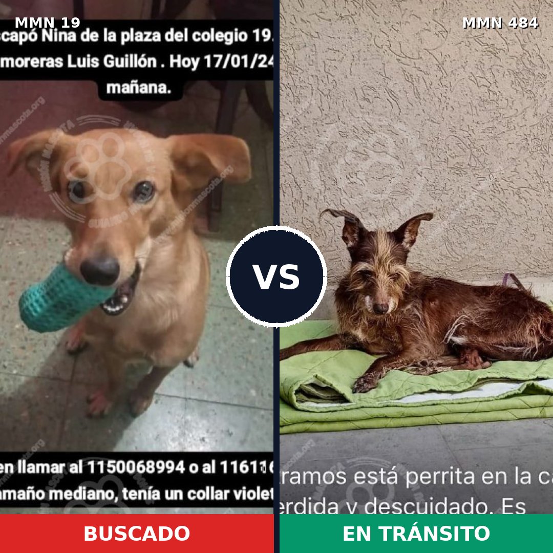 Comparativa MMS 977: mascota perdida y mascota encontrada, 64% de similitud