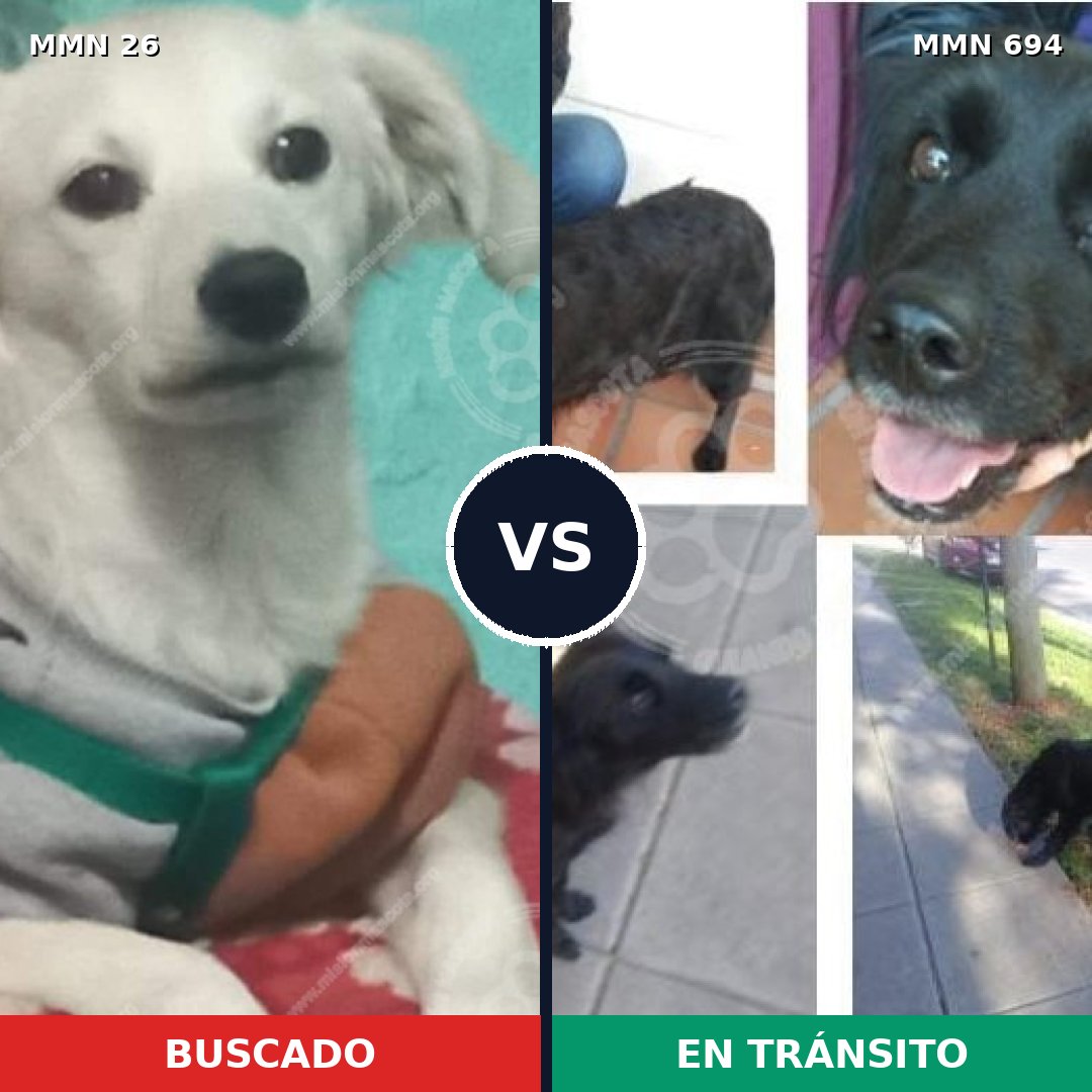 Comparativa MMS 9771: mascota perdida y mascota encontrada, 11% de similitud