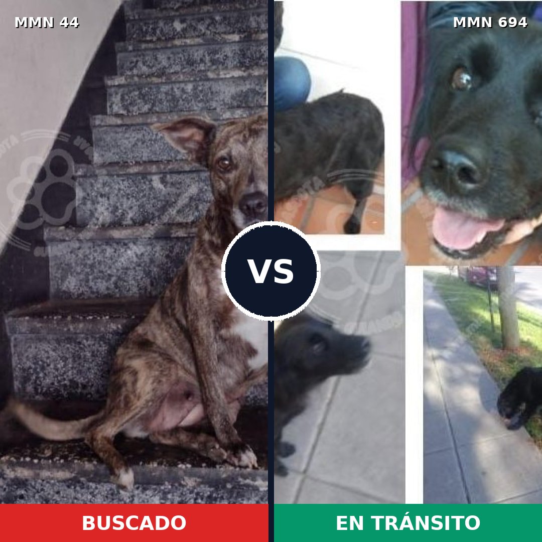 Comparativa MMS 9773: mascota perdida y mascota encontrada, 61% de similitud