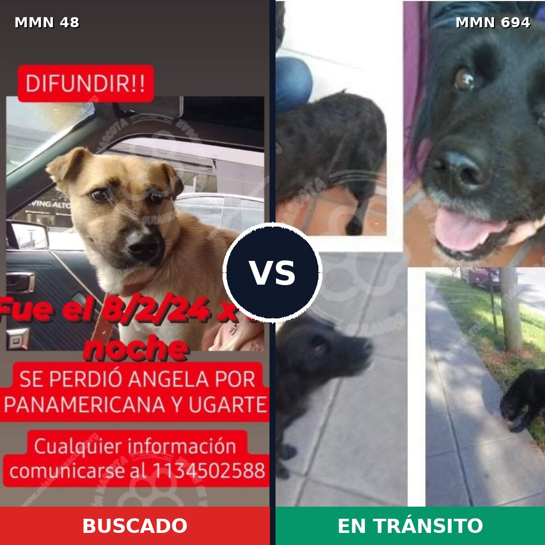 Comparativa MMS 9774: mascota perdida y mascota encontrada, 69% de similitud