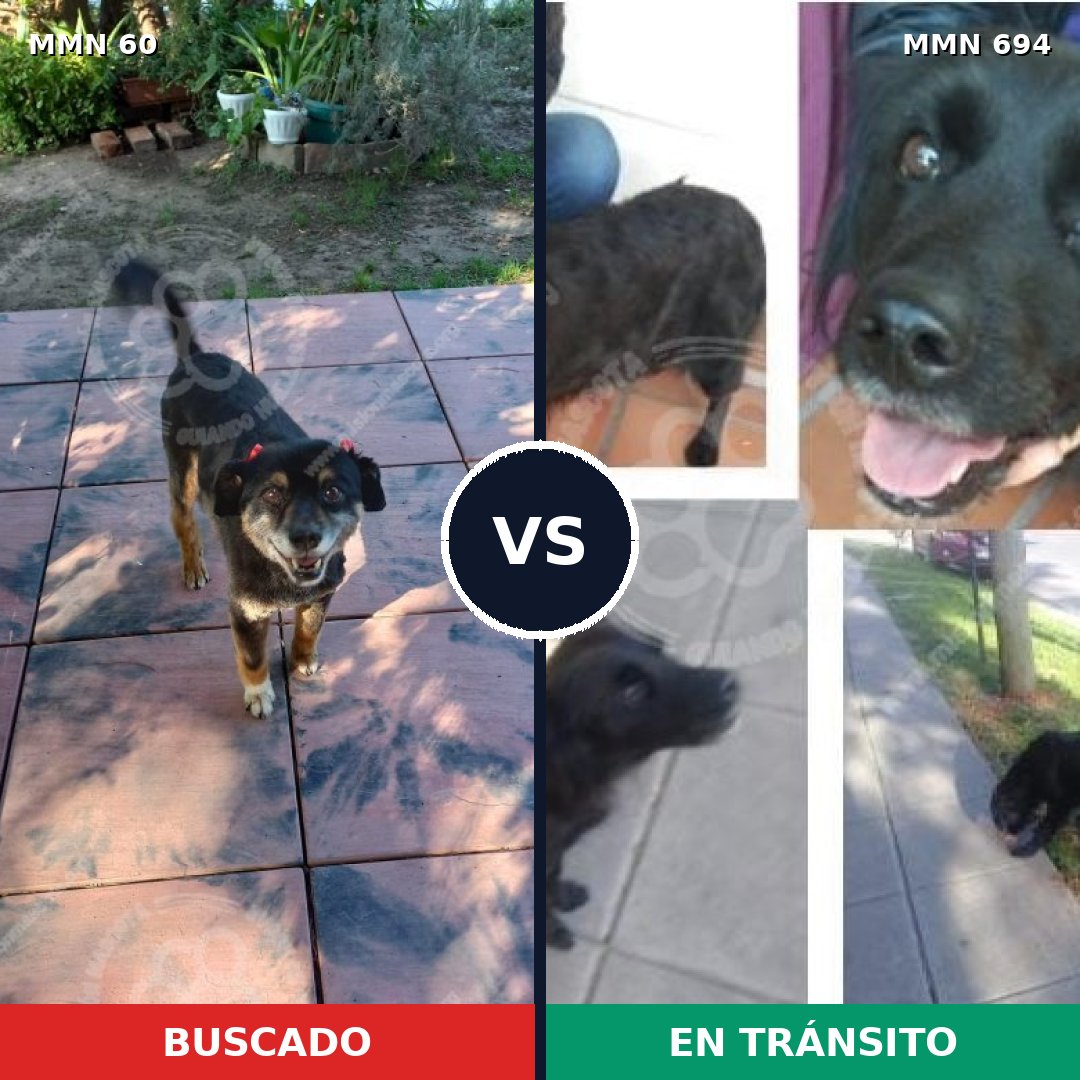 Comparativa MMS 9776: mascota perdida y mascota encontrada, 82% de similitud