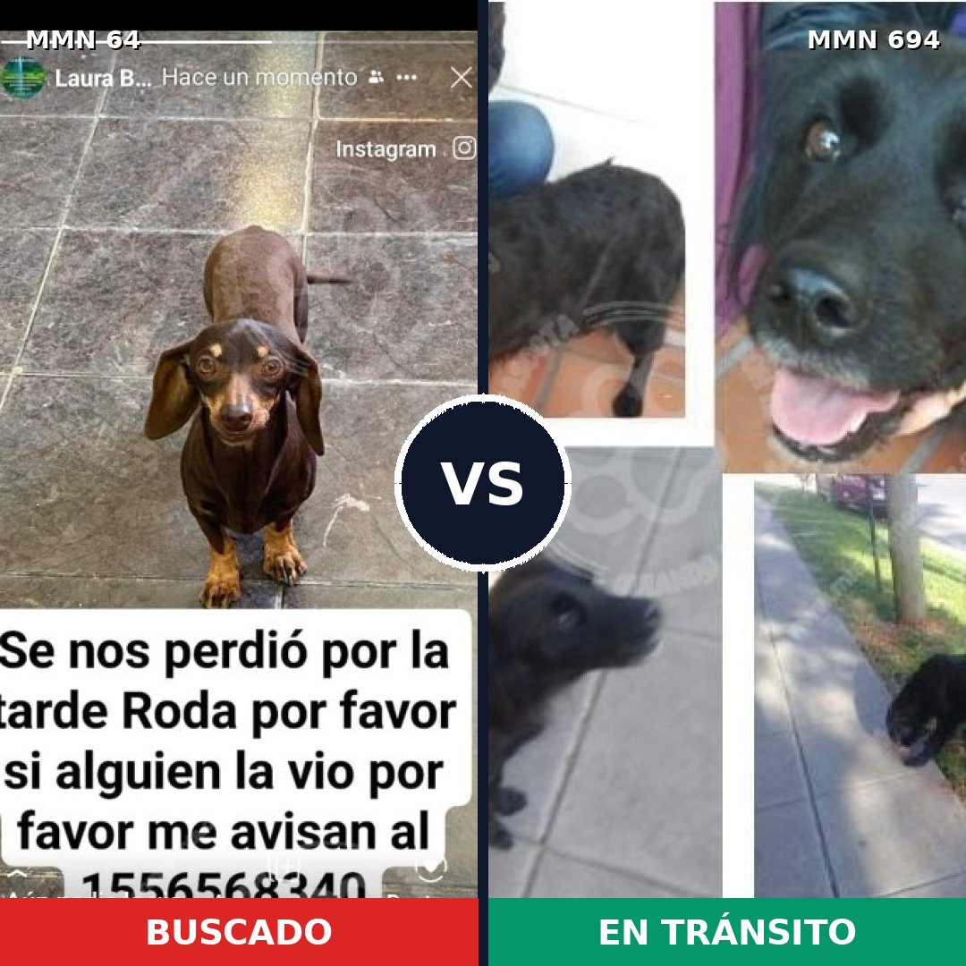 Comparativa MMS 9777: mascota perdida y mascota encontrada, 27% de similitud