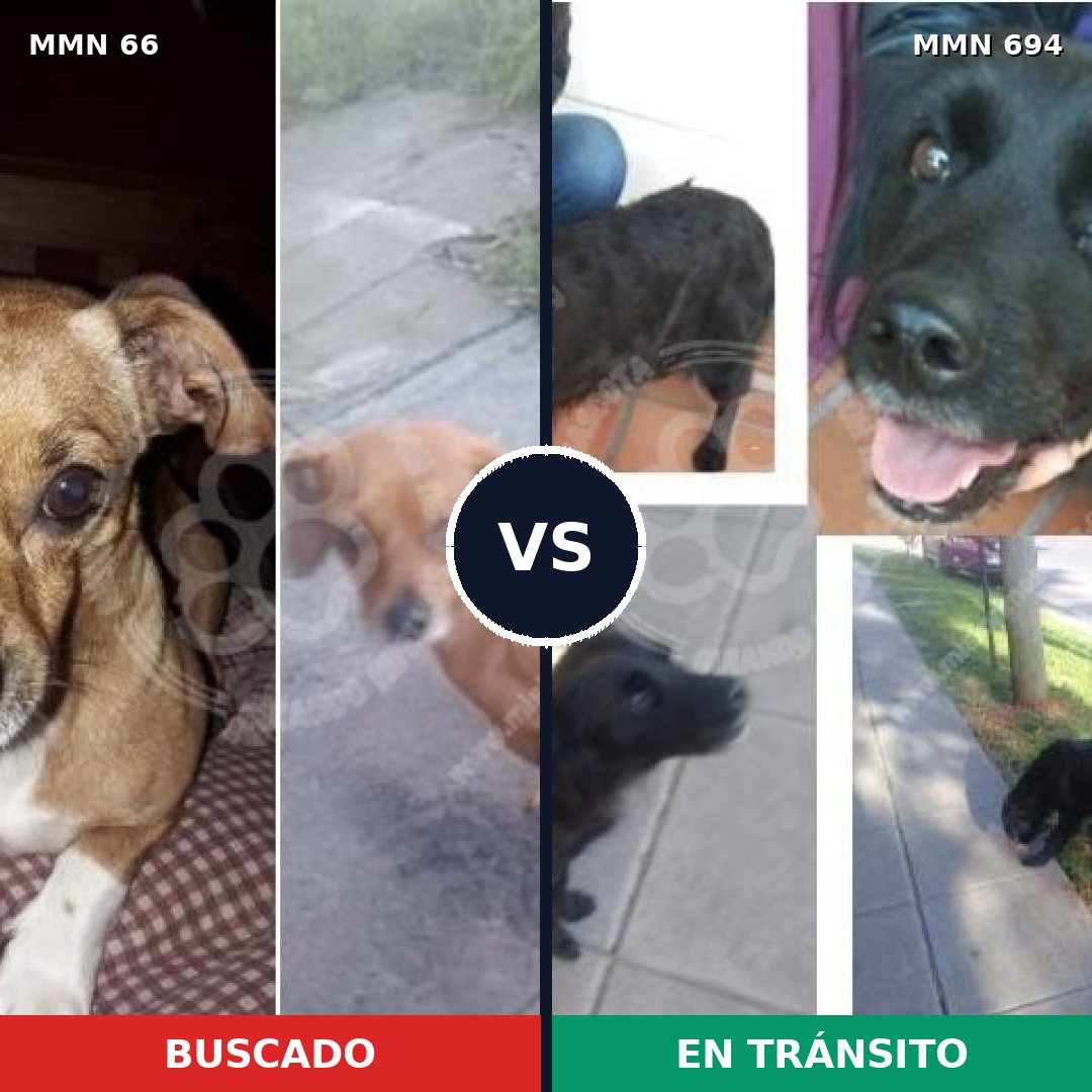 Comparativa MMS 9778: mascota perdida y mascota encontrada, 6% de similitud