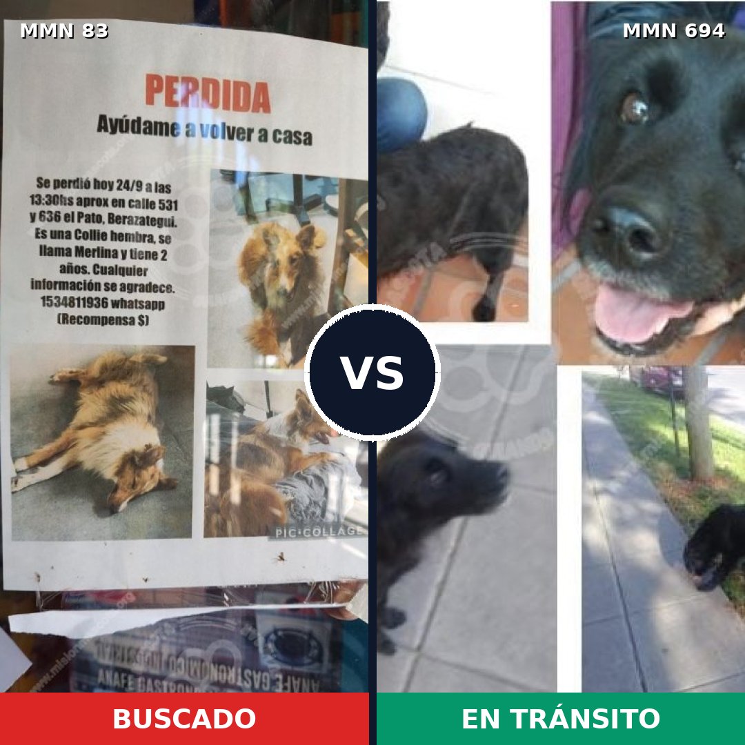 Comparativa MMS 9779: mascota perdida y mascota encontrada, 10% de similitud
