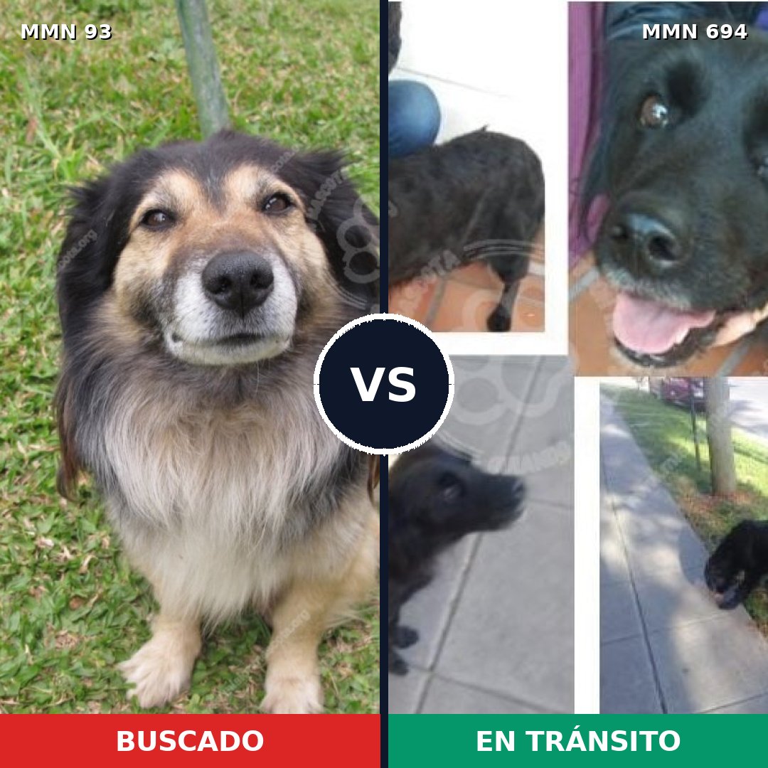 Comparativa MMS 9781: mascota perdida y mascota encontrada, 61% de similitud