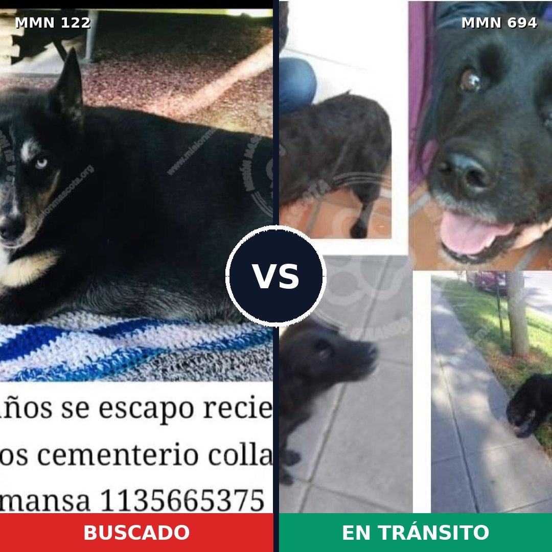 Comparativa MMS 9782: mascota perdida y mascota encontrada, 63% de similitud
