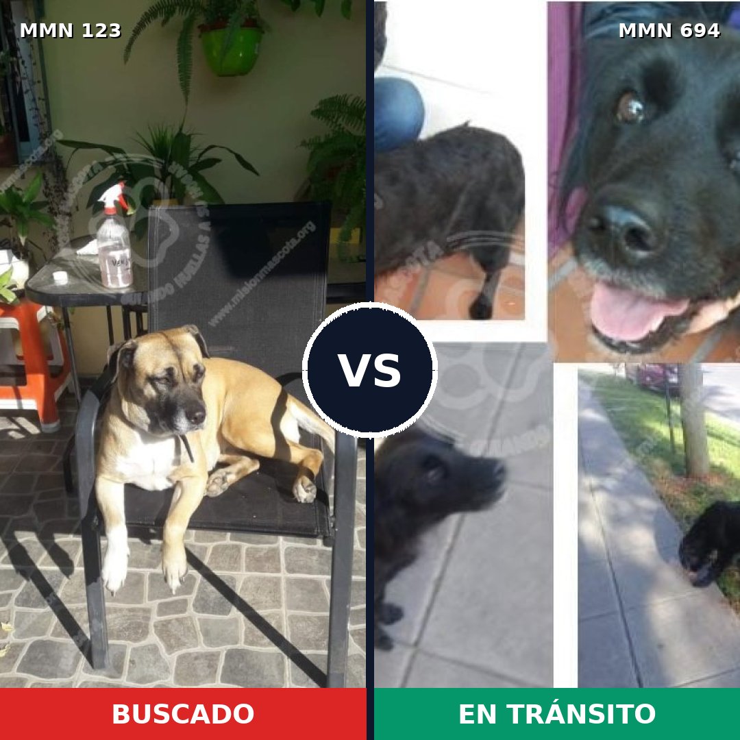 Comparativa MMS 9783: mascota perdida y mascota encontrada, 4% de similitud