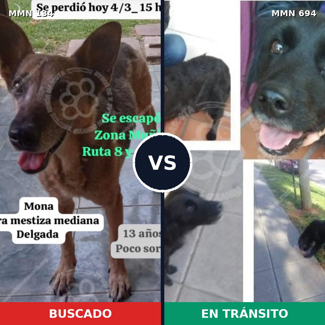 Comparativa MMS 9784: mascota perdida y mascota encontrada, 63% de similitud