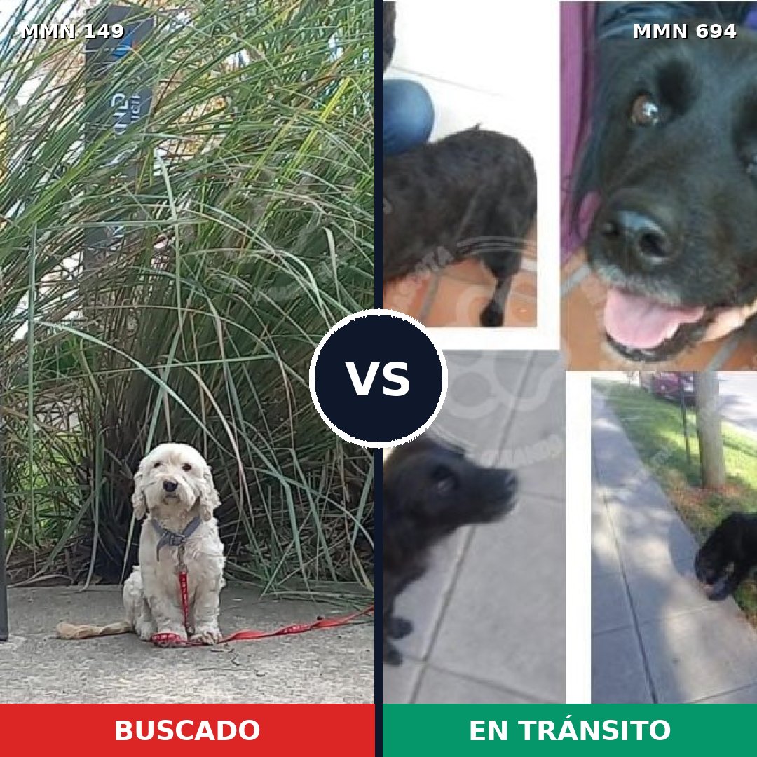 Comparativa MMS 9786: mascota perdida y mascota encontrada, 51% de similitud