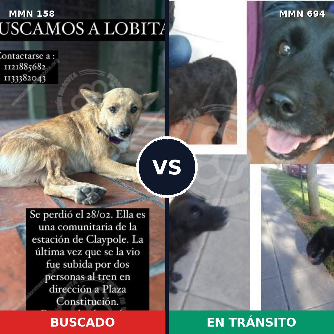 Comparativa MMS 9787: mascota perdida y mascota encontrada, 51% de similitud