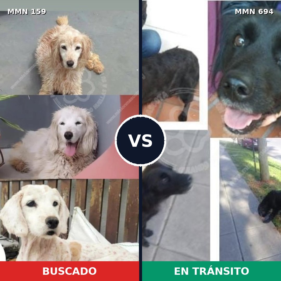 Comparativa MMS 9788: mascota perdida y mascota encontrada, 51% de similitud