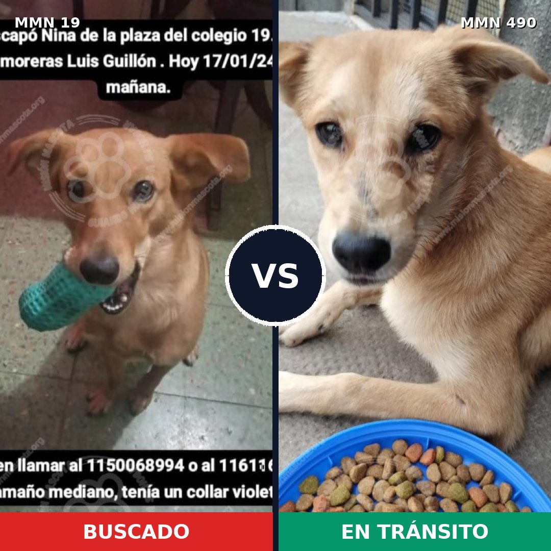 Comparativa MMS 979: mascota perdida y mascota encontrada, 66% de similitud