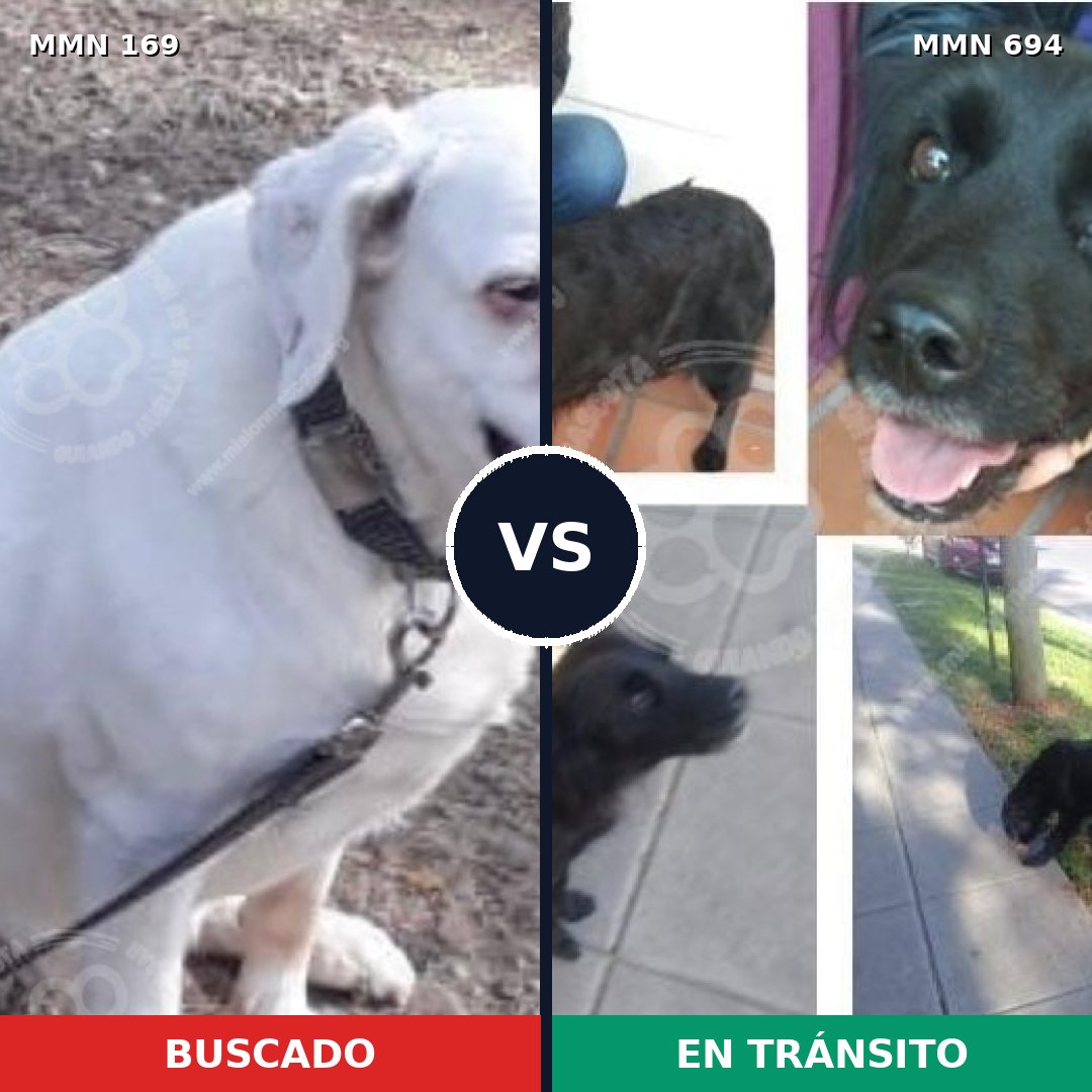Comparativa MMS 9790: mascota perdida y mascota encontrada, 6% de similitud