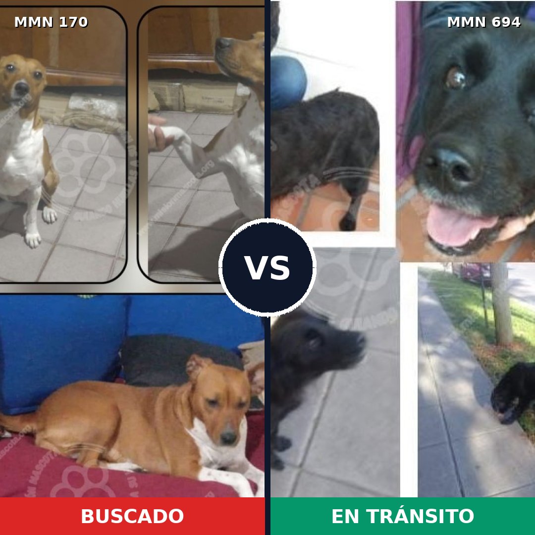 Comparativa MMS 9791: mascota perdida y mascota encontrada, 48% de similitud
