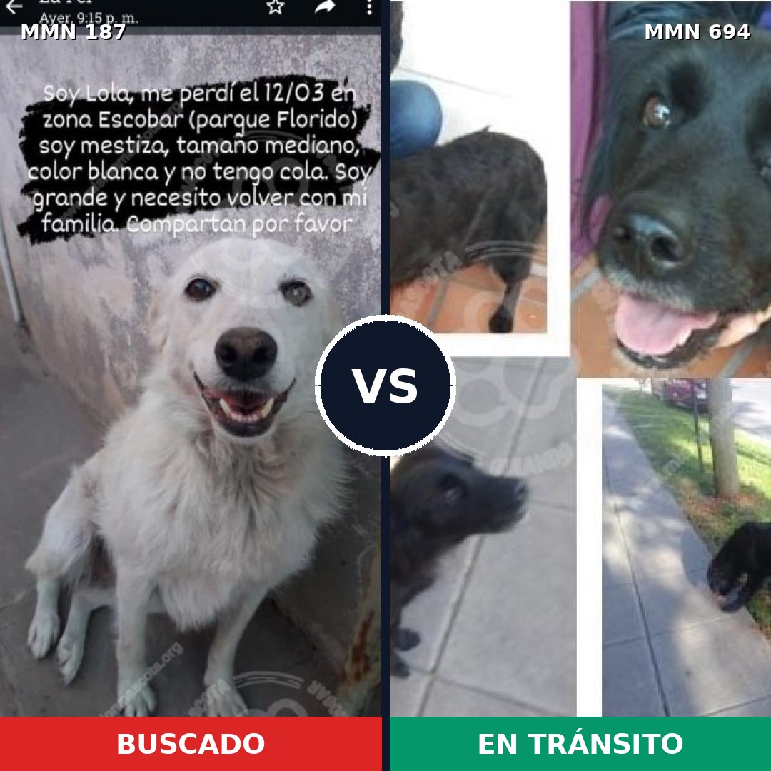 Comparativa MMS 9792: mascota perdida y mascota encontrada, 11% de similitud