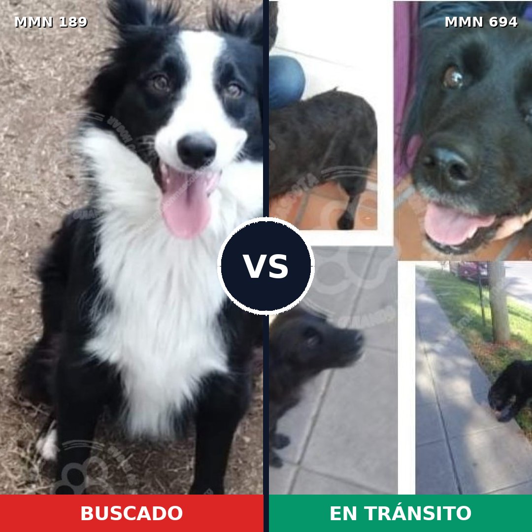 Comparativa MMS 9793: mascota perdida y mascota encontrada, 68% de similitud