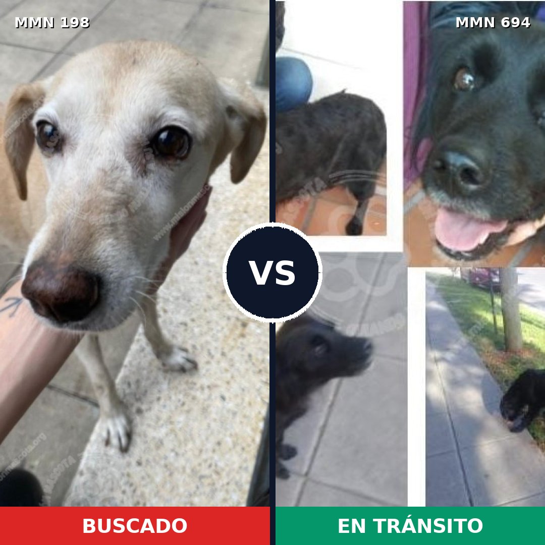 Comparativa MMS 9794: mascota perdida y mascota encontrada, 47% de similitud