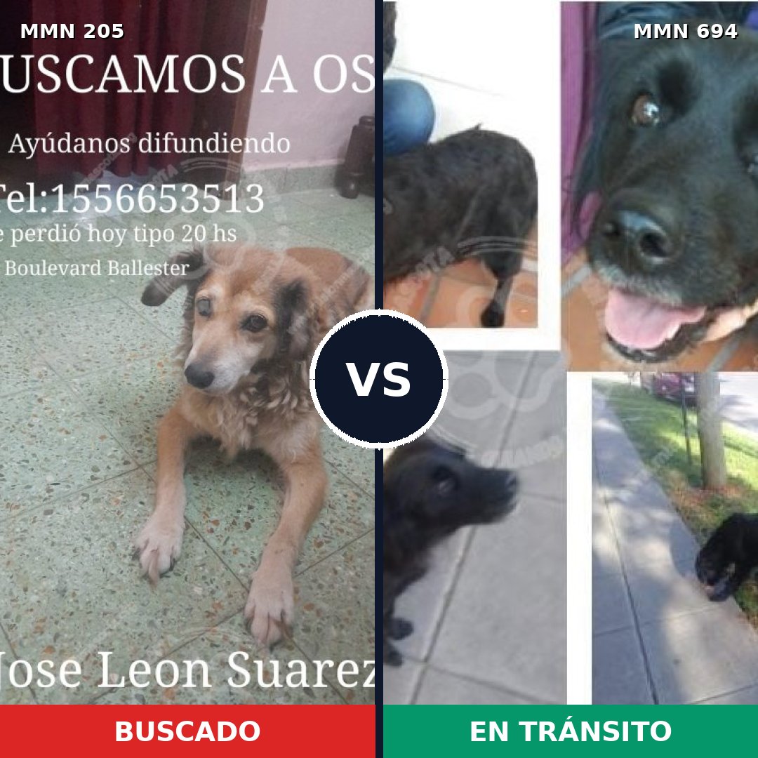 Comparativa MMS 9797: mascota perdida y mascota encontrada, 51% de similitud