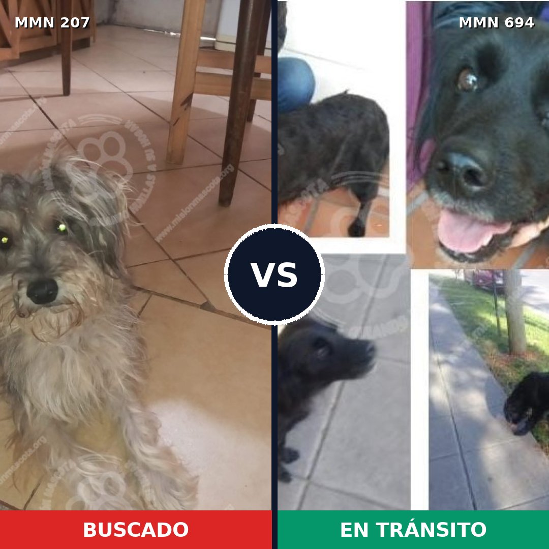 Comparativa MMS 9798: mascota perdida y mascota encontrada, 8% de similitud