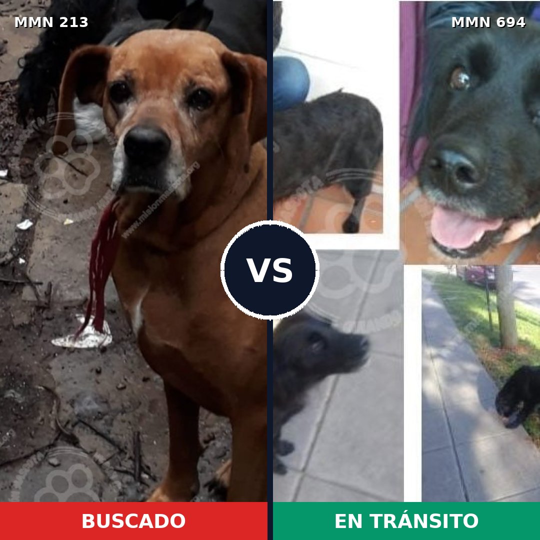 Comparativa MMS 9799: mascota perdida y mascota encontrada, 6% de similitud