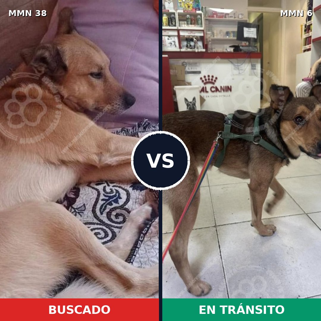 Comparativa MMS 98: mascota perdida y mascota encontrada, 78% de similitud