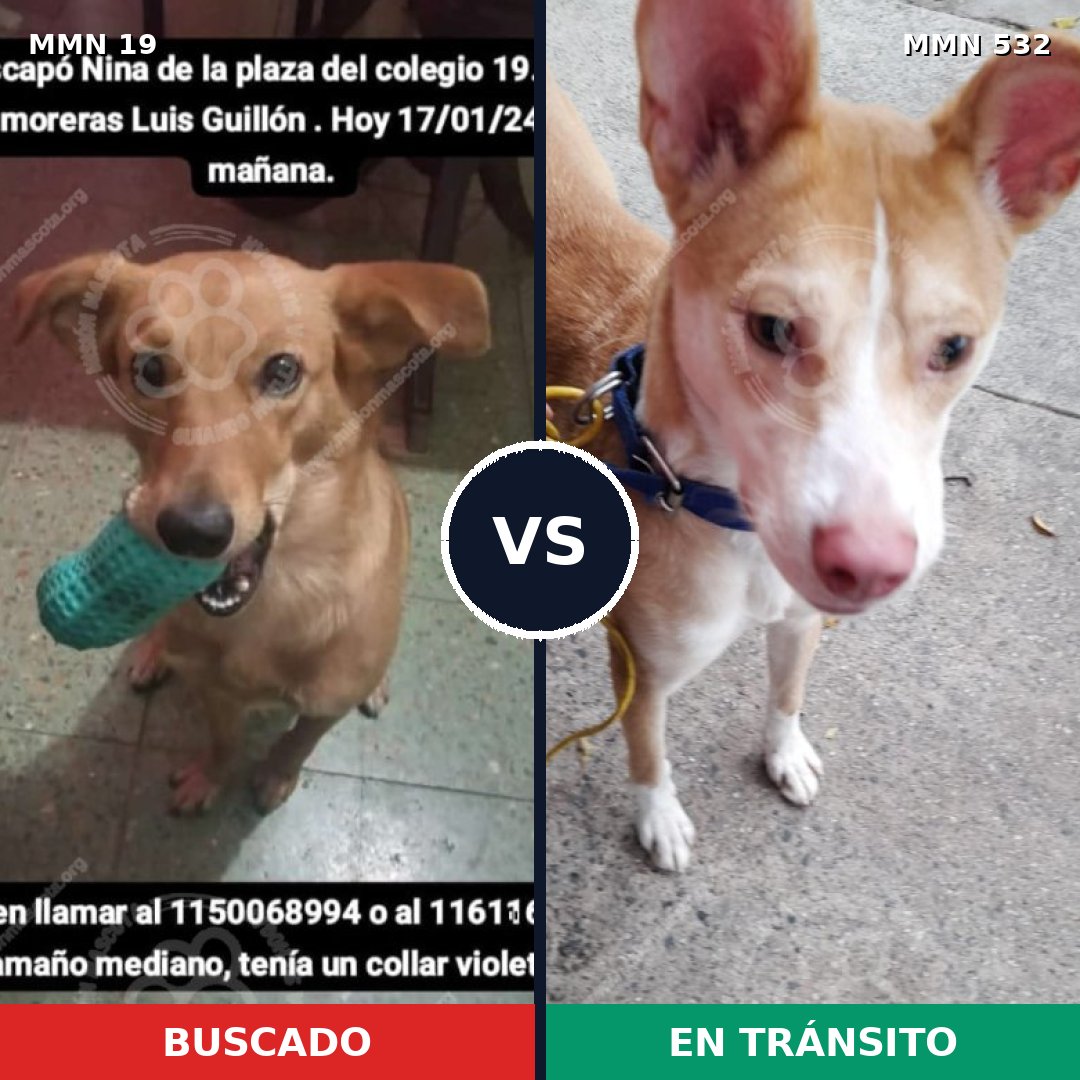Comparativa MMS 980: mascota perdida y mascota encontrada, 79% de similitud