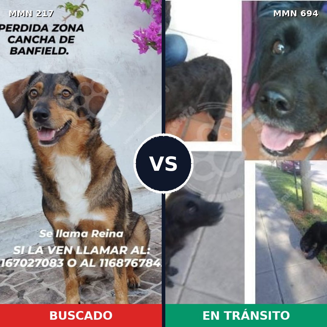 Comparativa MMS 9800: mascota perdida y mascota encontrada, 63% de similitud