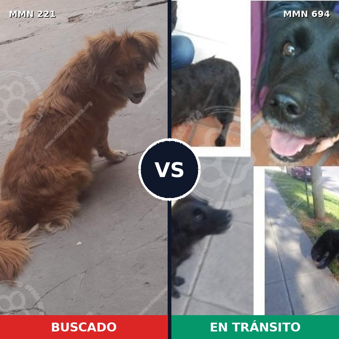 Comparativa MMS 9801: mascota perdida y mascota encontrada, 51% de similitud