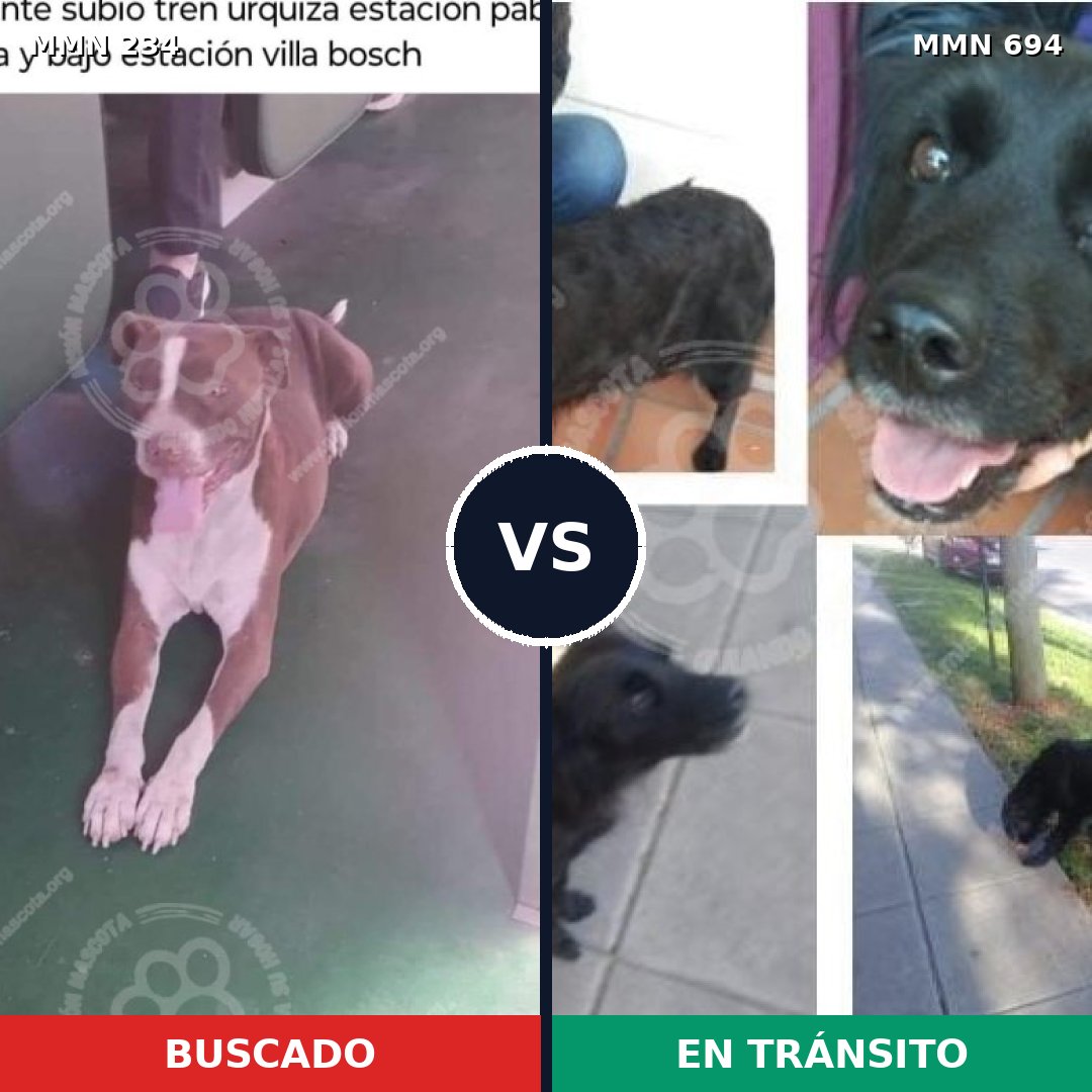 Comparativa MMS 9802: mascota perdida y mascota encontrada, 8% de similitud