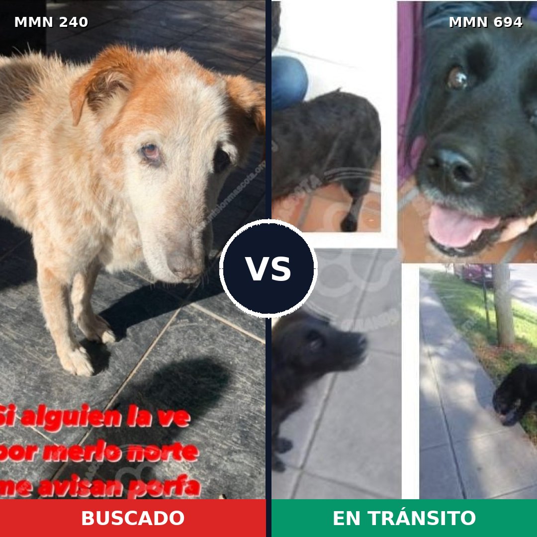 Comparativa MMS 9803: mascota perdida y mascota encontrada, 51% de similitud