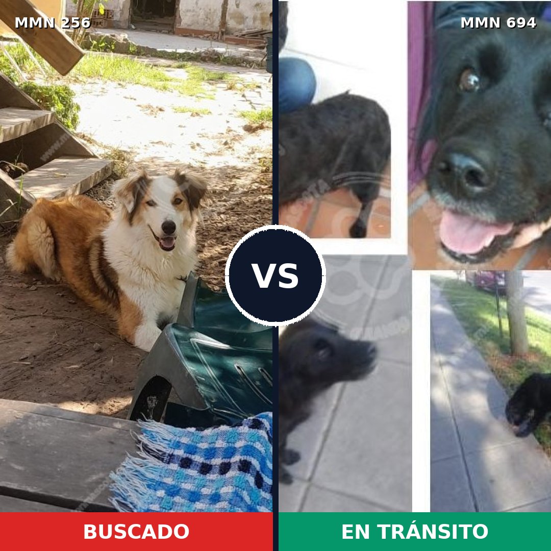 Comparativa MMS 9804: mascota perdida y mascota encontrada, 51% de similitud