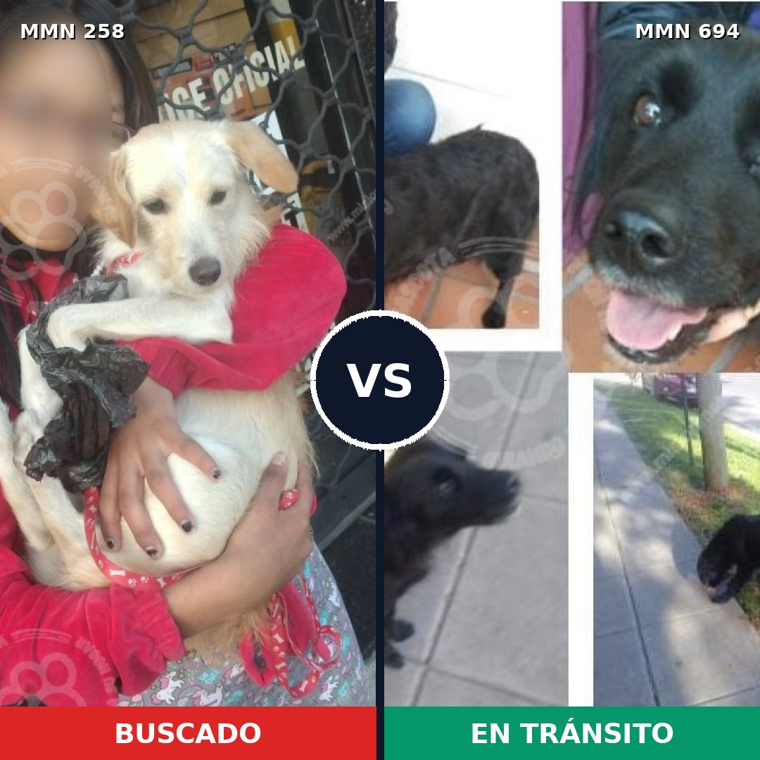 Comparativa MMS 9805: mascota perdida y mascota encontrada, 12% de similitud