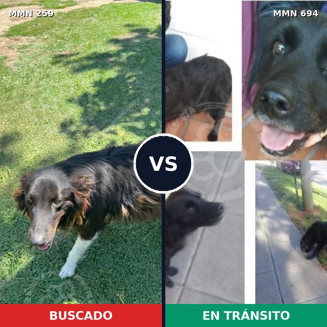 Comparativa MMS 9806: mascota perdida y mascota encontrada, 61% de similitud