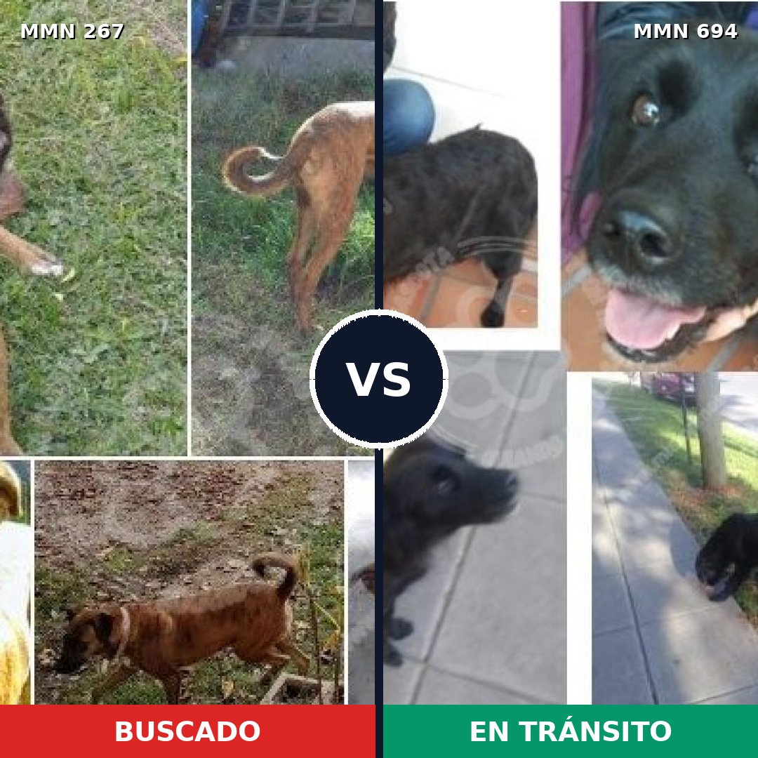 Comparativa MMS 9807: mascota perdida y mascota encontrada, 71% de similitud