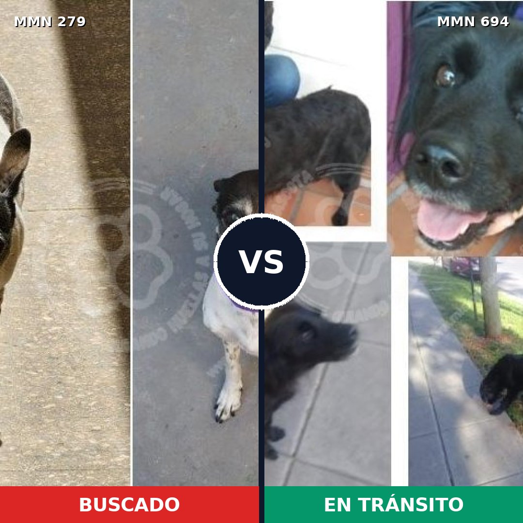 Comparativa MMS 9809: mascota perdida y mascota encontrada, 64% de similitud