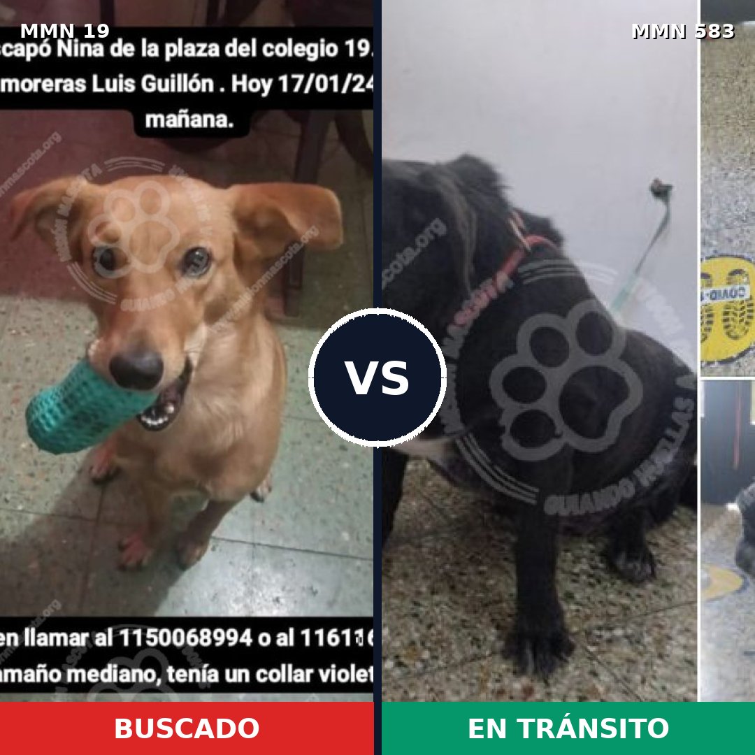 Comparativa MMS 981: mascota perdida y mascota encontrada, 68% de similitud