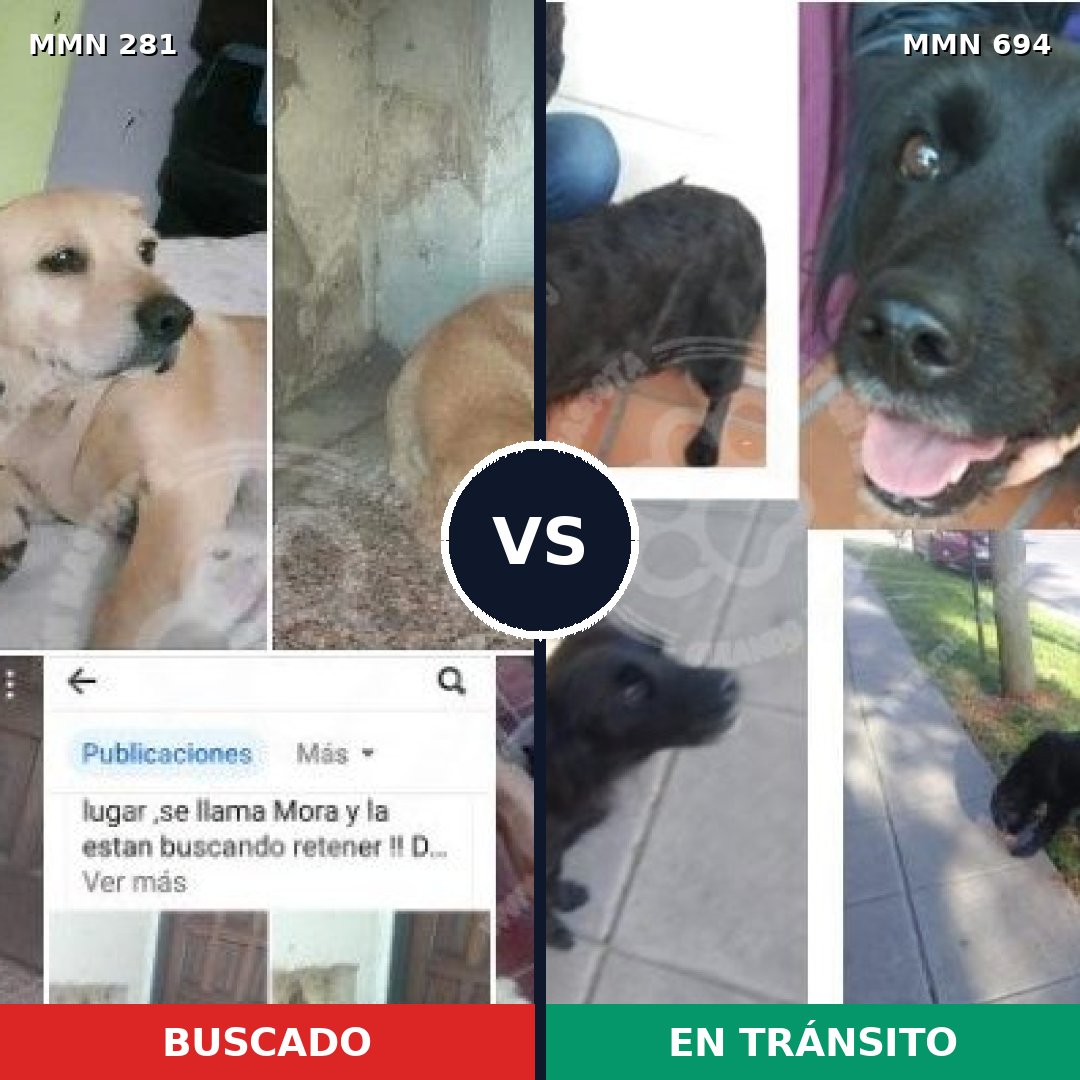 Comparativa MMS 9810: mascota perdida y mascota encontrada, 57% de similitud