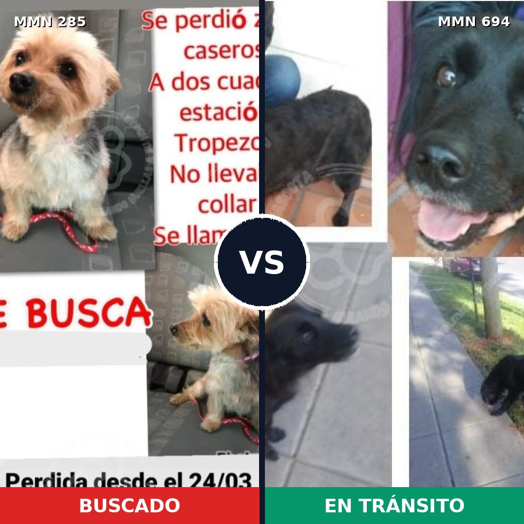 Comparativa MMS 9811: mascota perdida y mascota encontrada, 10% de similitud