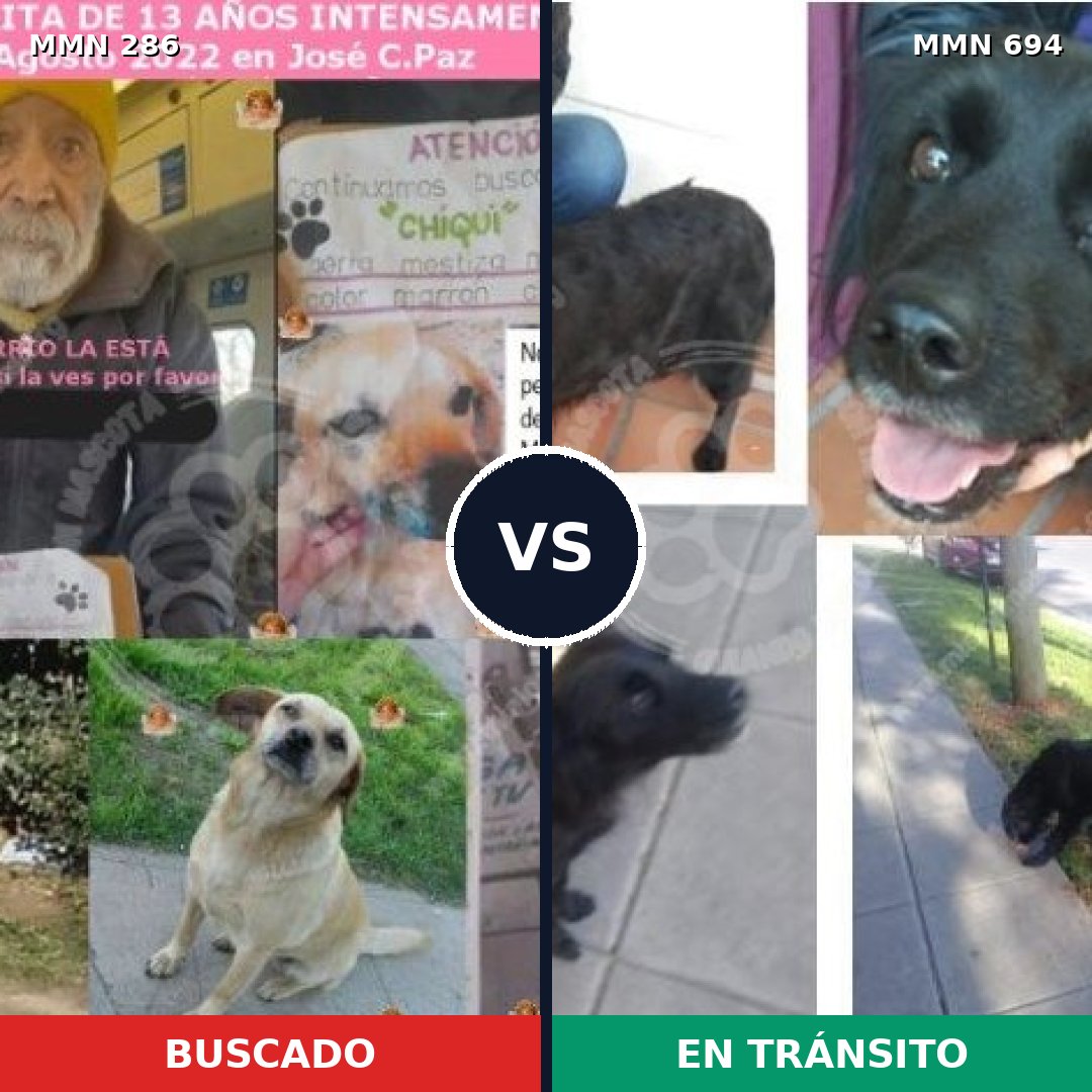 Comparativa MMS 9812: mascota perdida y mascota encontrada, 47% de similitud