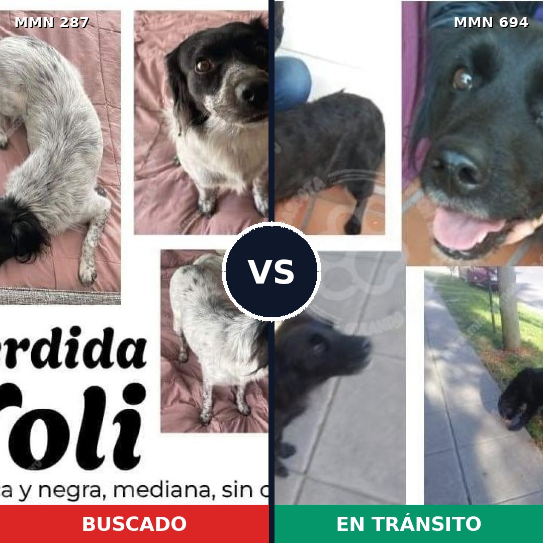 Comparativa MMS 9813: mascota perdida y mascota encontrada, 67% de similitud