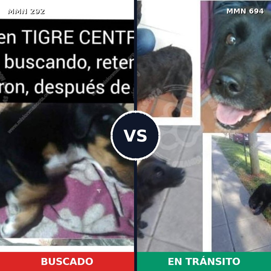 Comparativa MMS 9814: mascota perdida y mascota encontrada, 21% de similitud